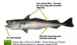 鳕鱼最新爆料新闻报道图片,揭秘娱乐圈幕后真相！”